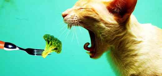 Cat eating Hated Vegetables