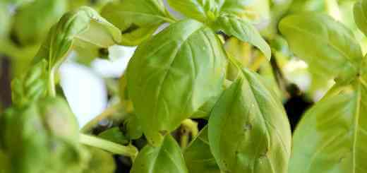 Revive your Wilted Basil