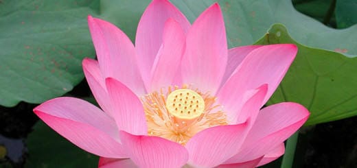 Lotus Leaves Health Benefits and Weight Loss Effectiveness
